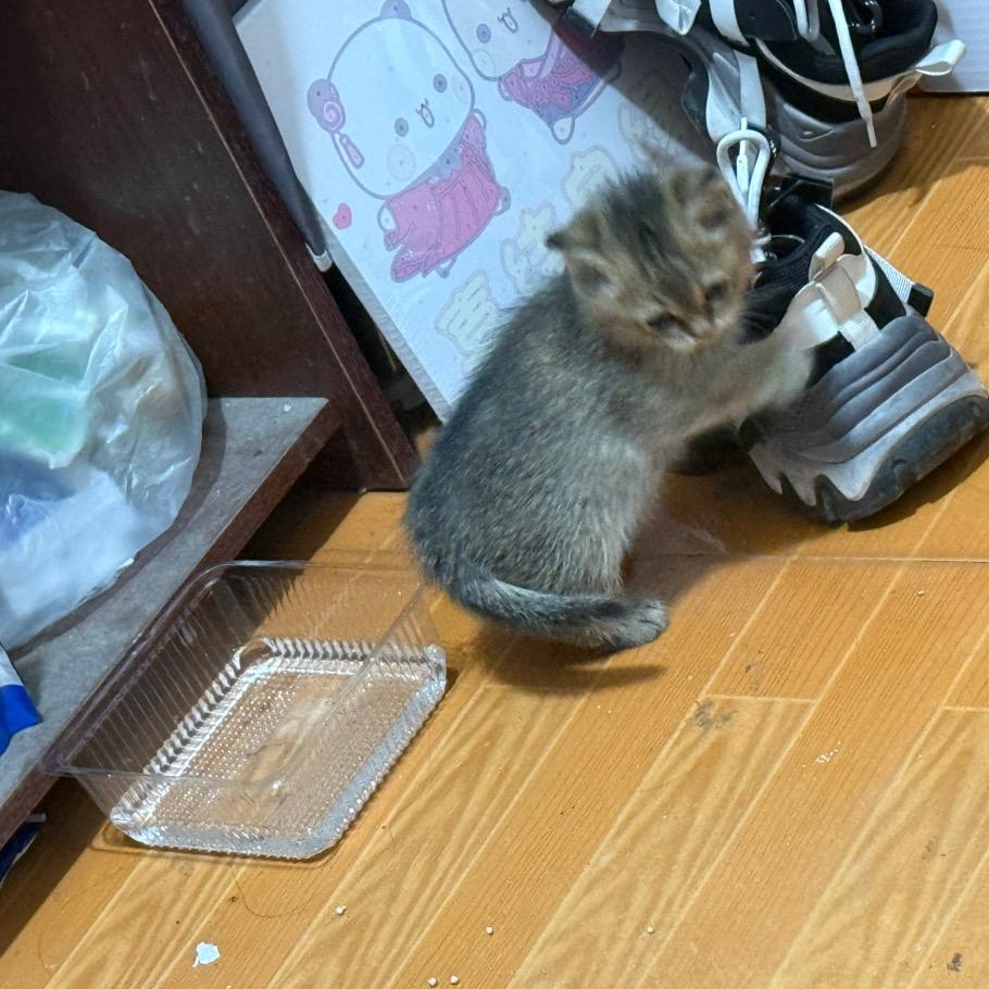 招财进宝的日常