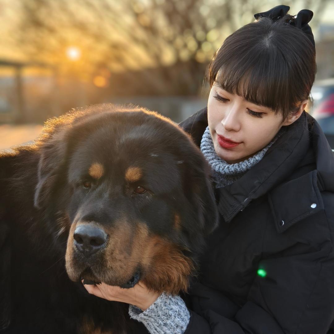 养藏獒的大漂亮