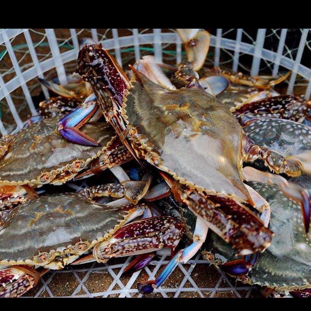 金沙大小胖 海鲜店