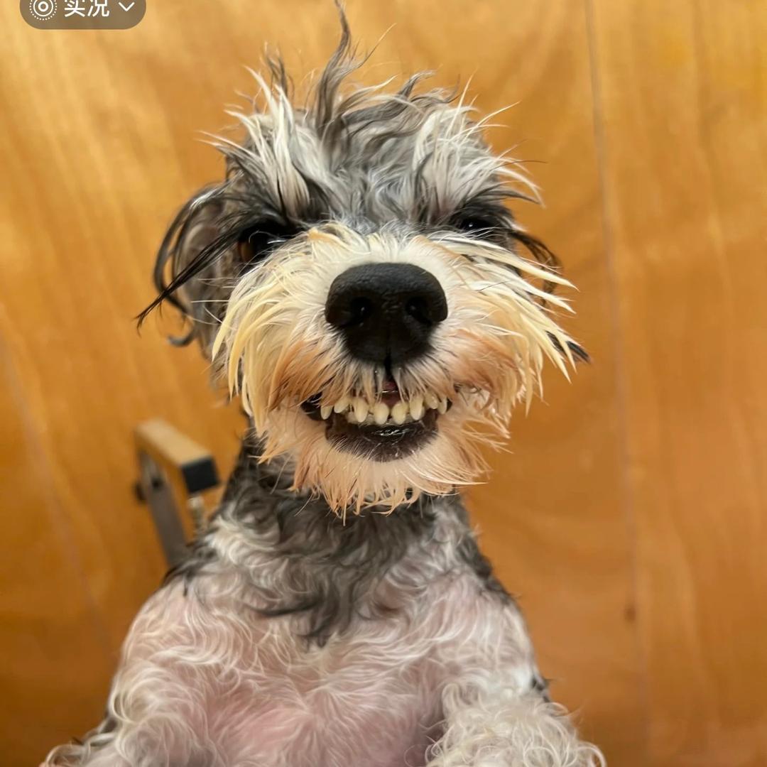 阿朴养宠科普 & 好物