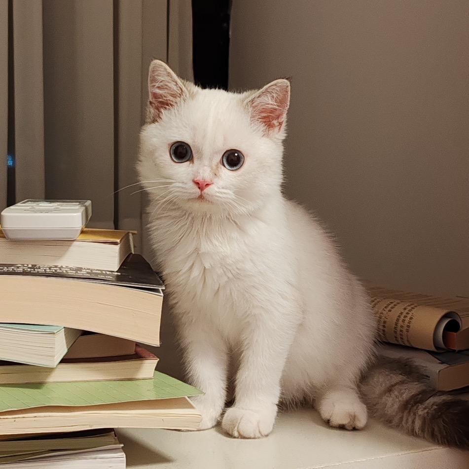 小陈爱养猫
