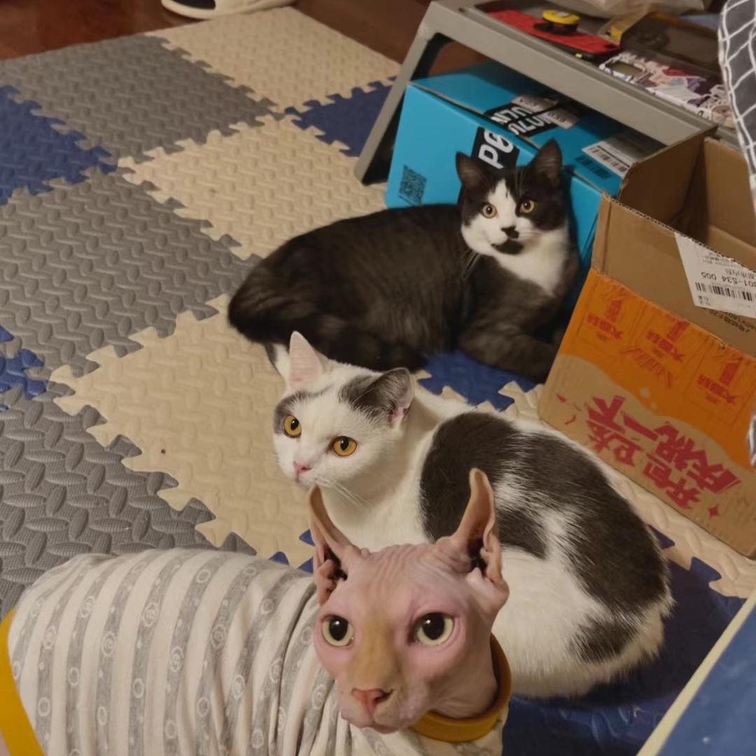 吉祥三喵
