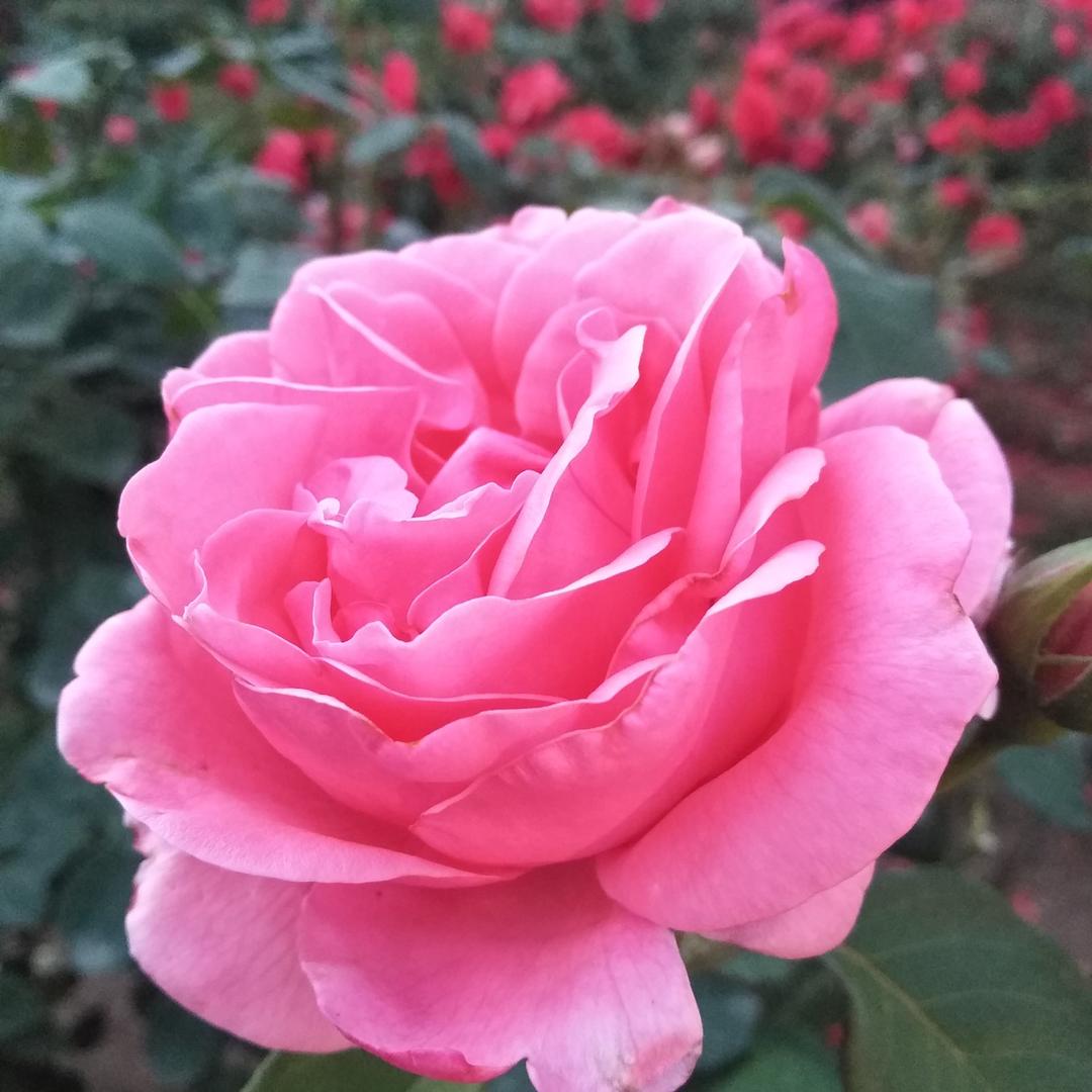 苹果