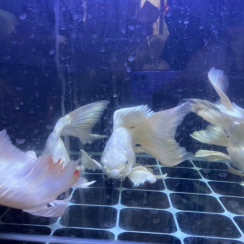 雨鑫水族馆