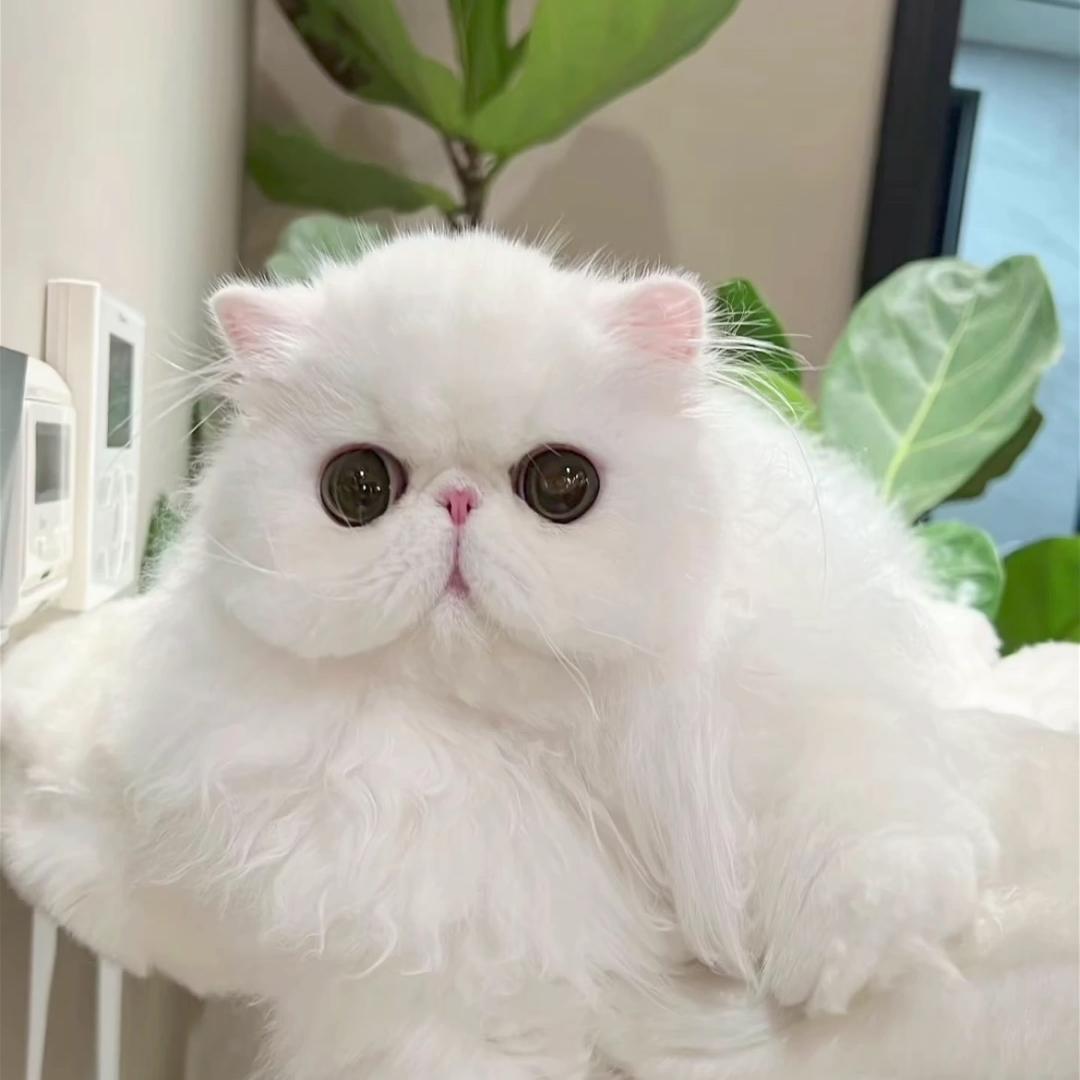 瑀晰家的小猫🐱