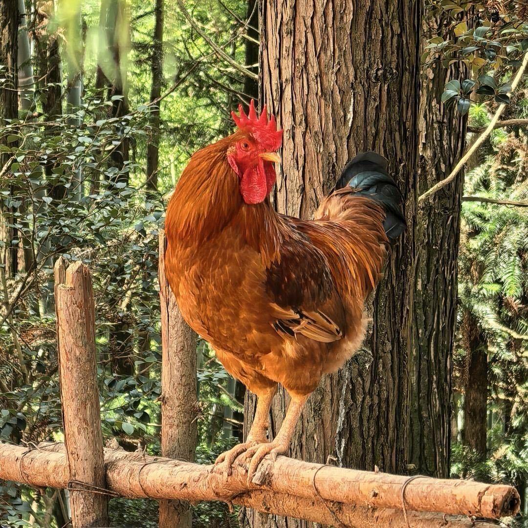 江西老表鸡
