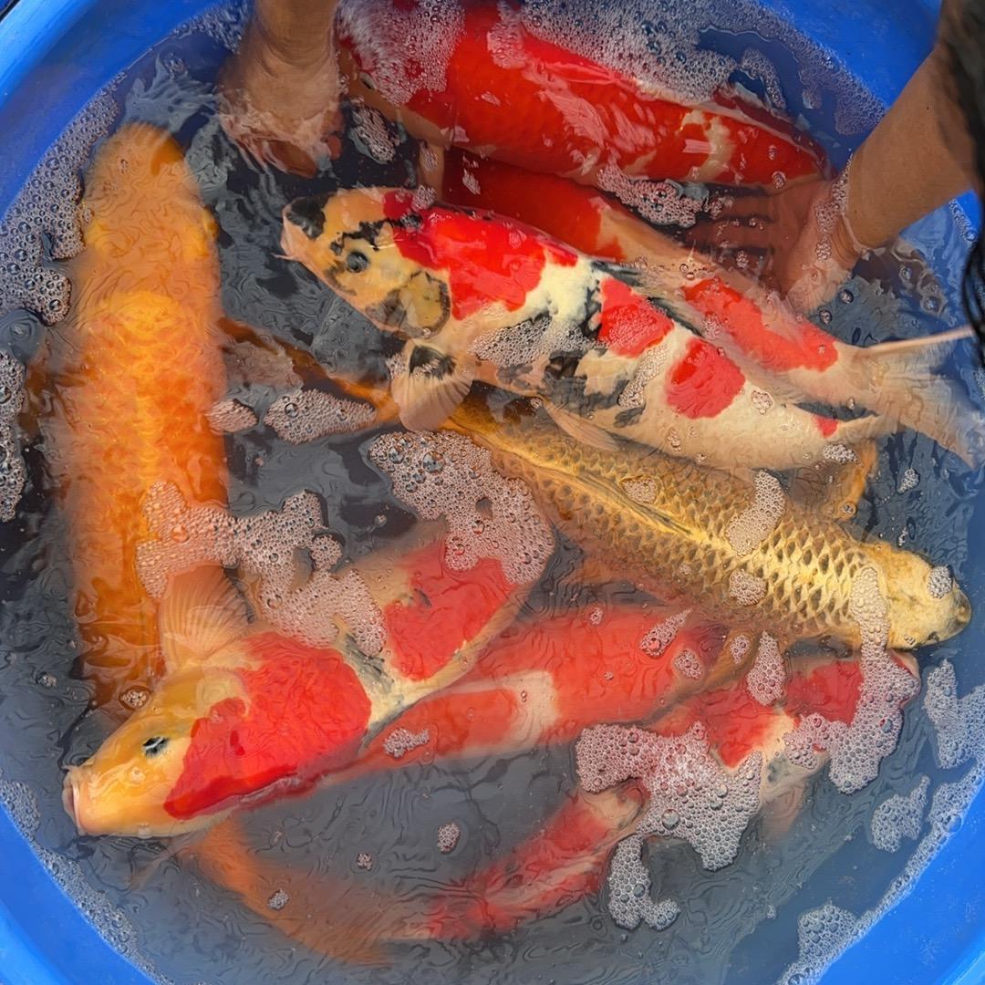 衡王府大集聚褀铭鲤