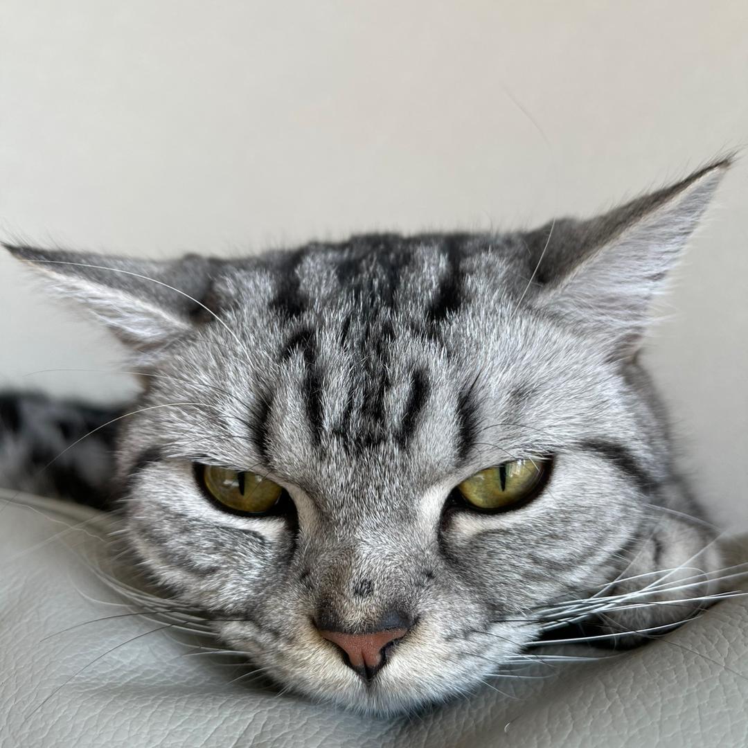 鸡包仔
