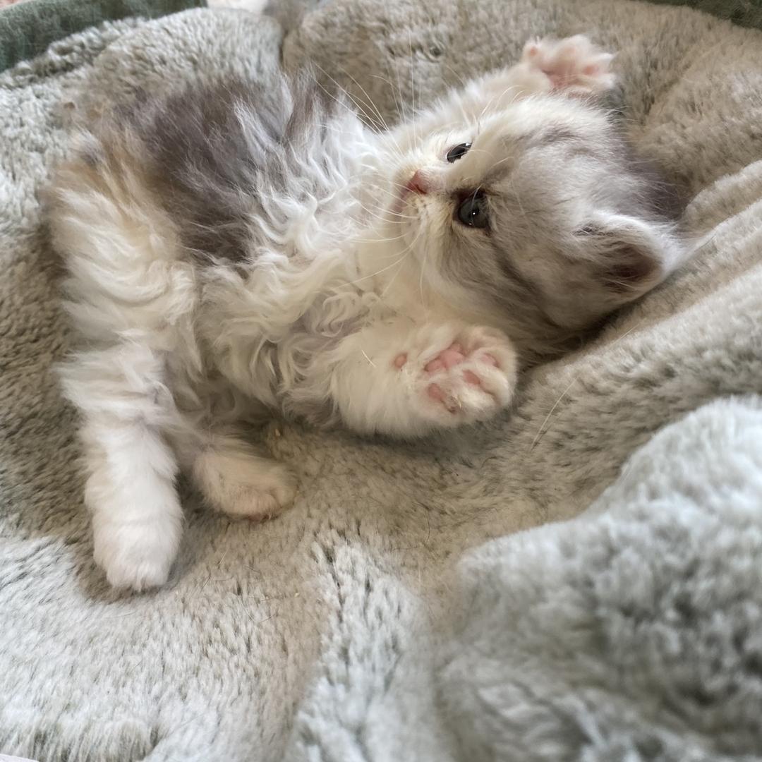 𝐢𝐢𝐧𝐠𝐥𝐥𝐥