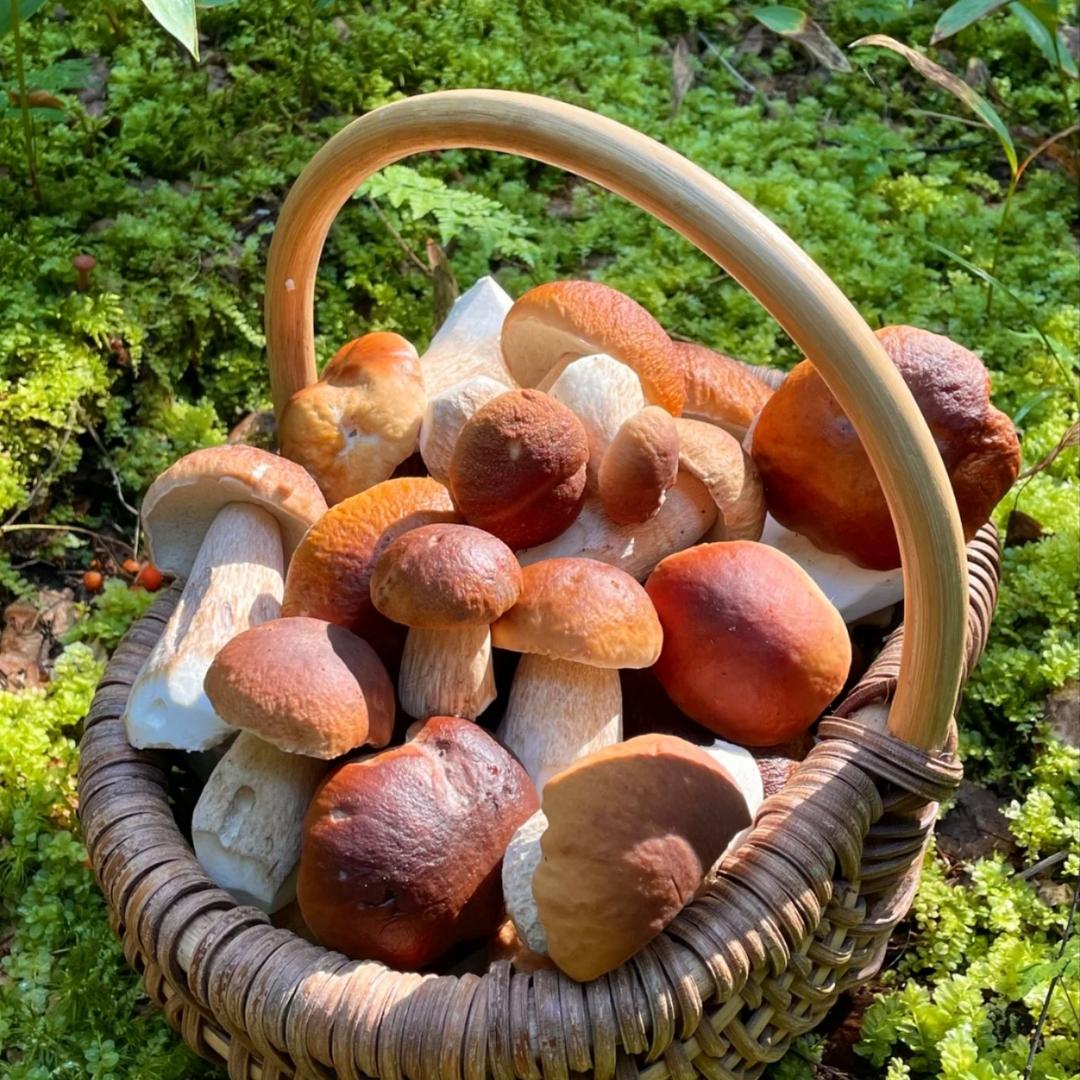 滇芝菌(建水古城)云南野生菌火锅