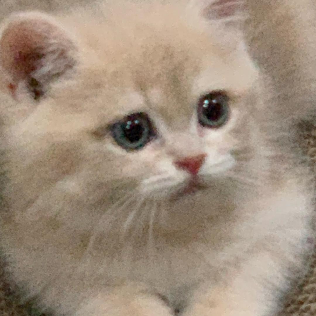 路虎不虎🐯