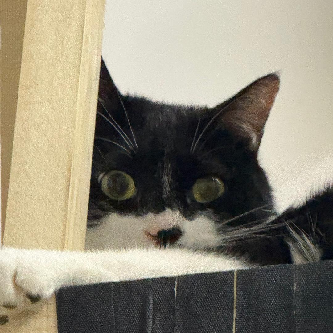 AAA黑心猪场场主