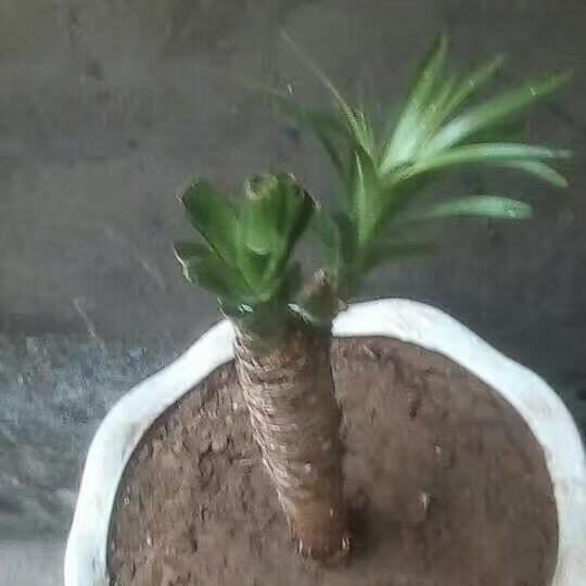 俺是乡下人