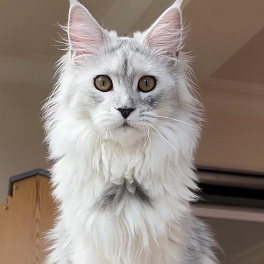 电商重生之小王子