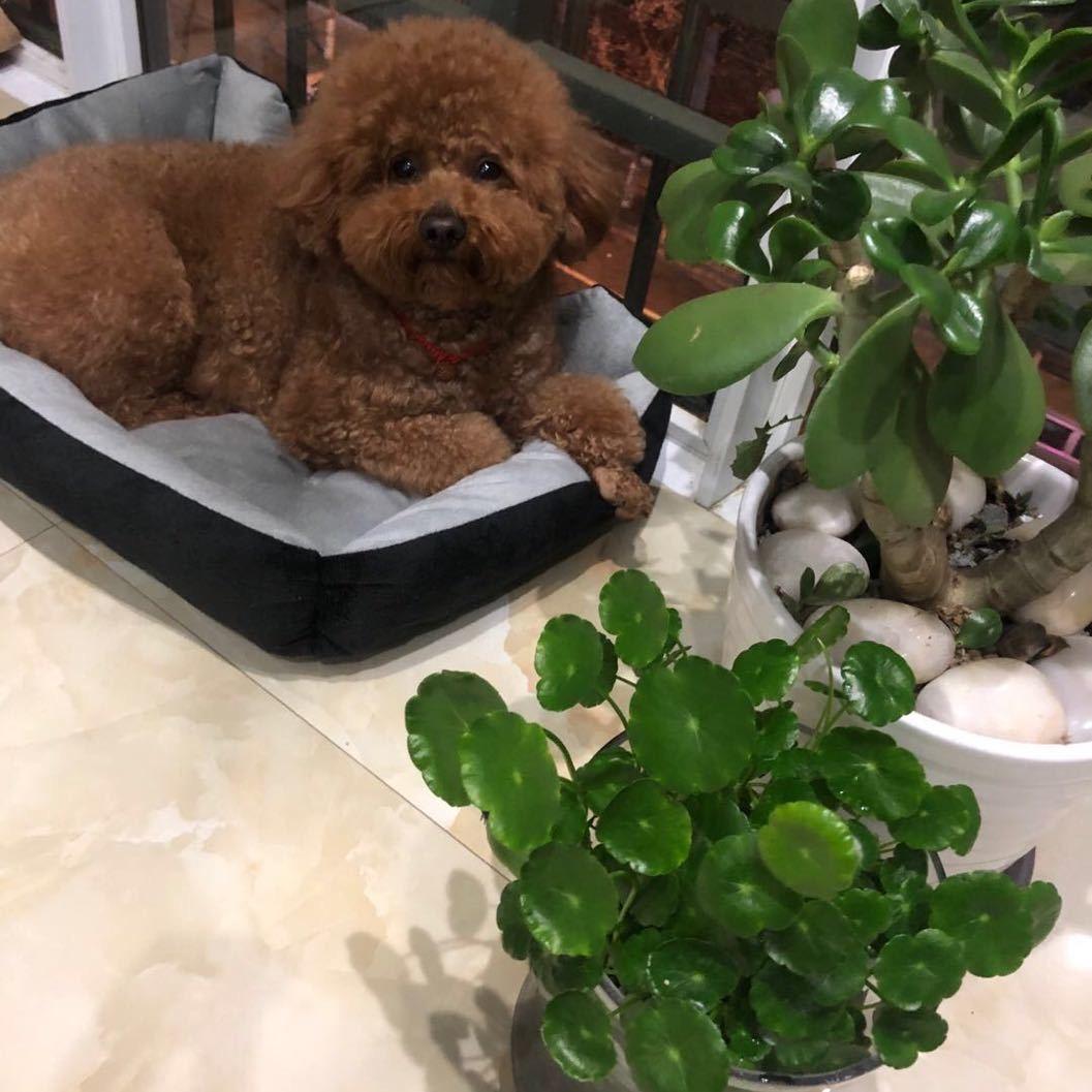 小丁丁