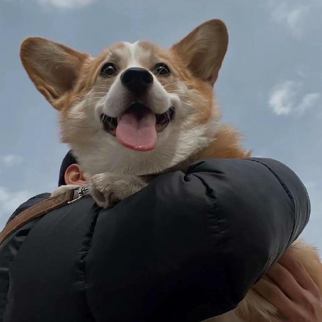 山西乐派•萌犬舍(买🐶斯)