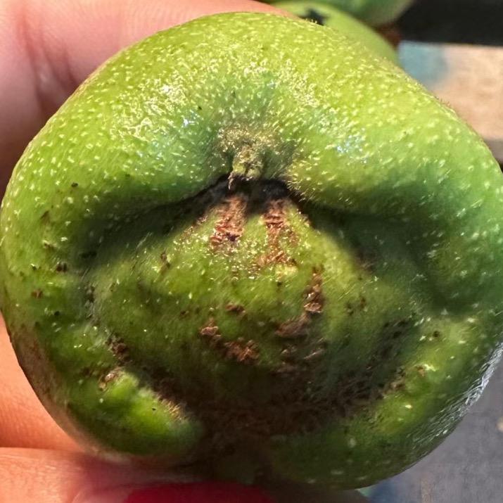 嘉乐青果异形818