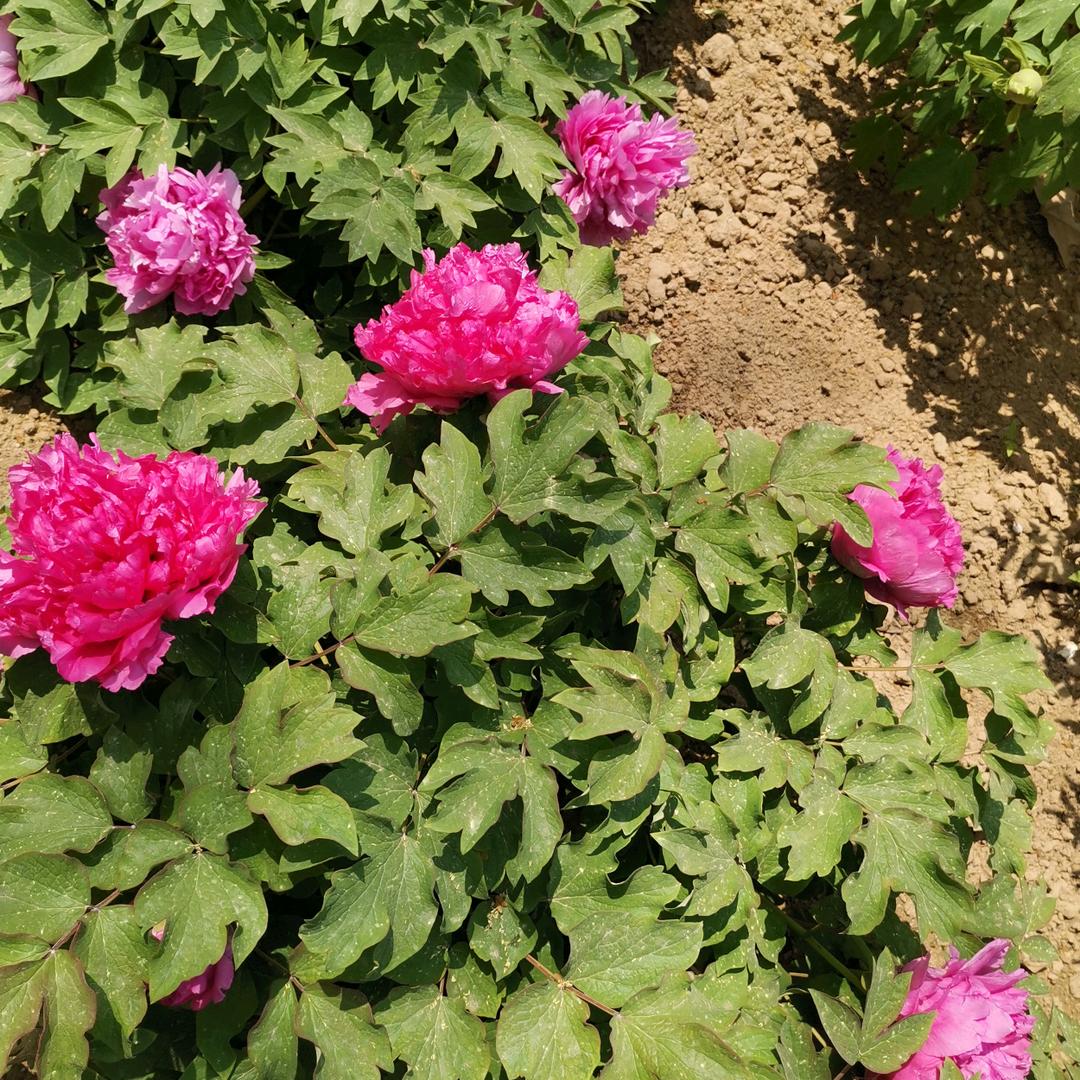 星星点灯路人忙