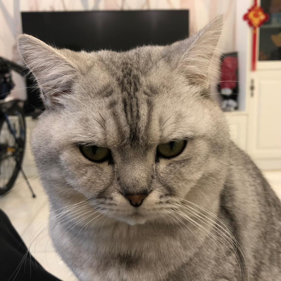 早点睡🐱🐱🐶🐶