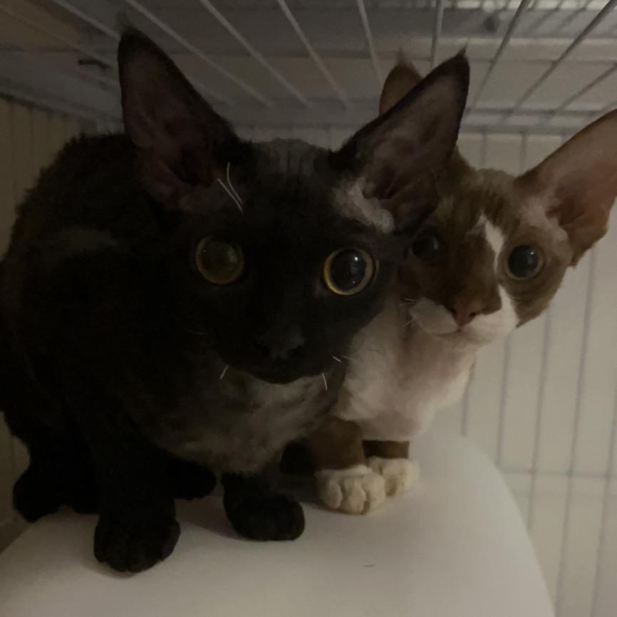 抱黑猫