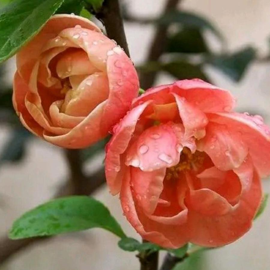 英文名，JACKSON.,,績信