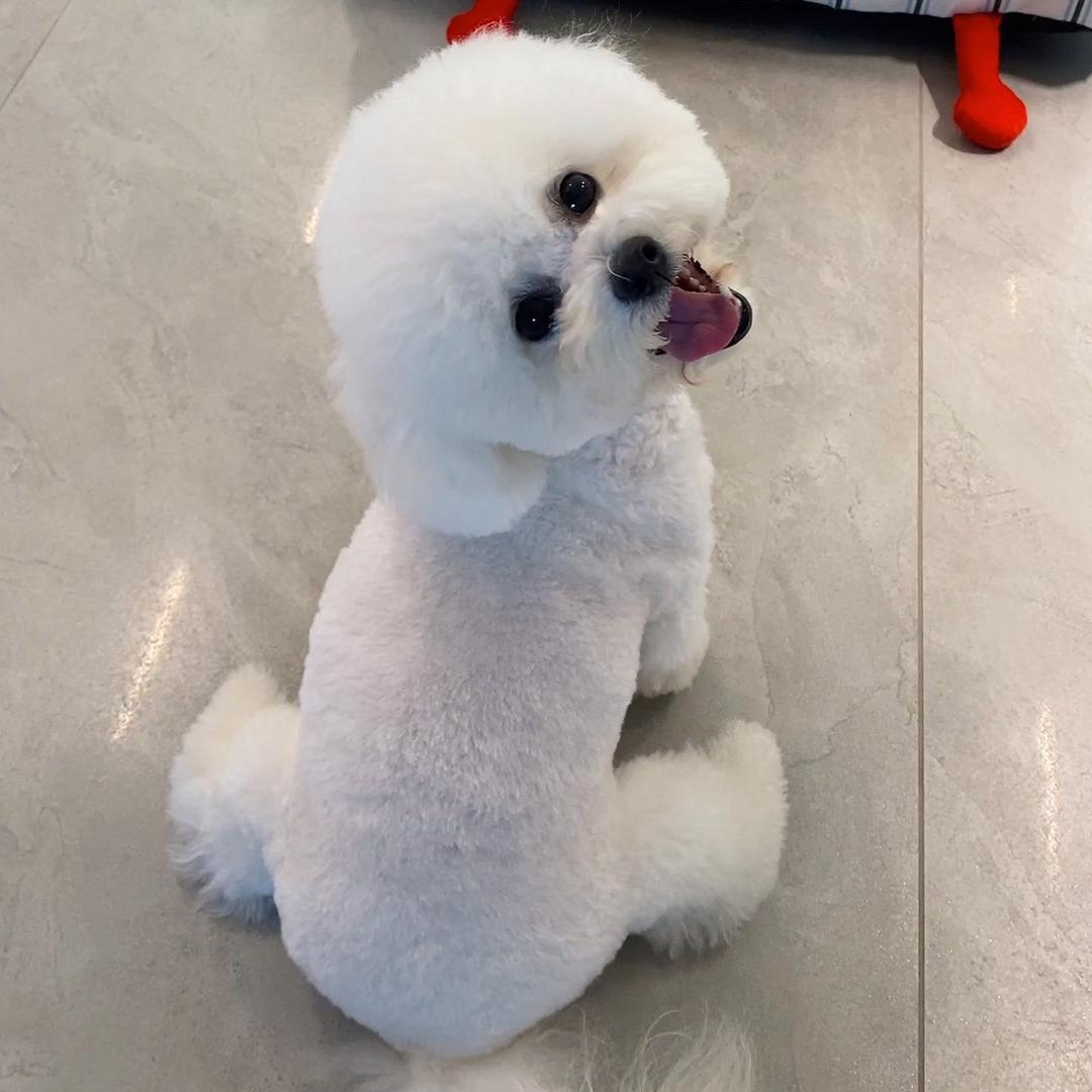 雪糕汪汪旺