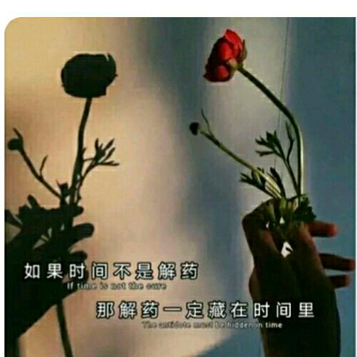 雨后玫瑰
