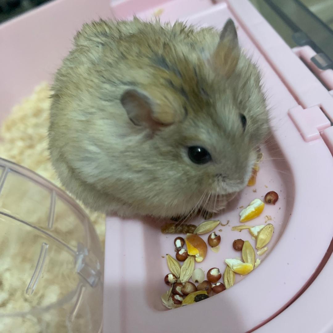 小仓鼠（咪咪日常）