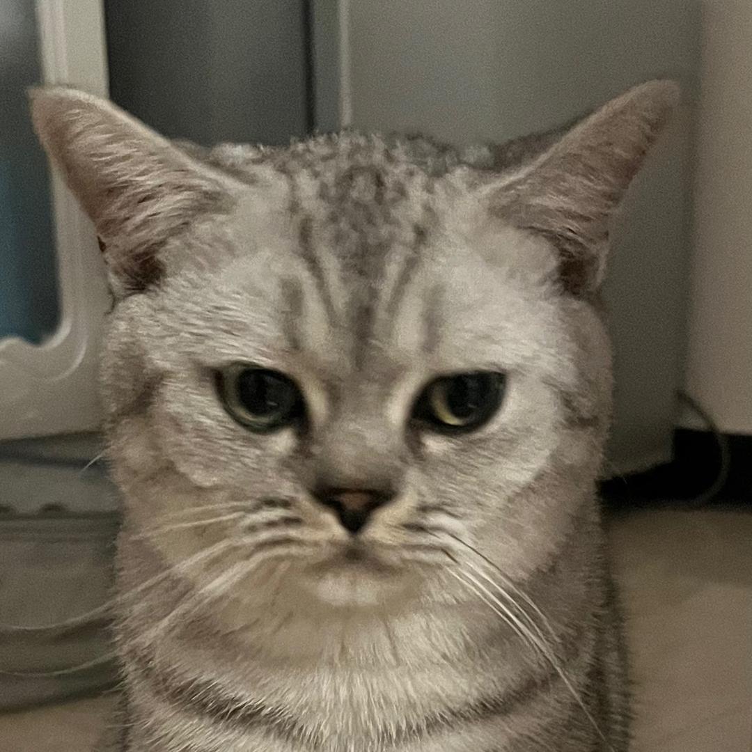 喵咪叫富贵