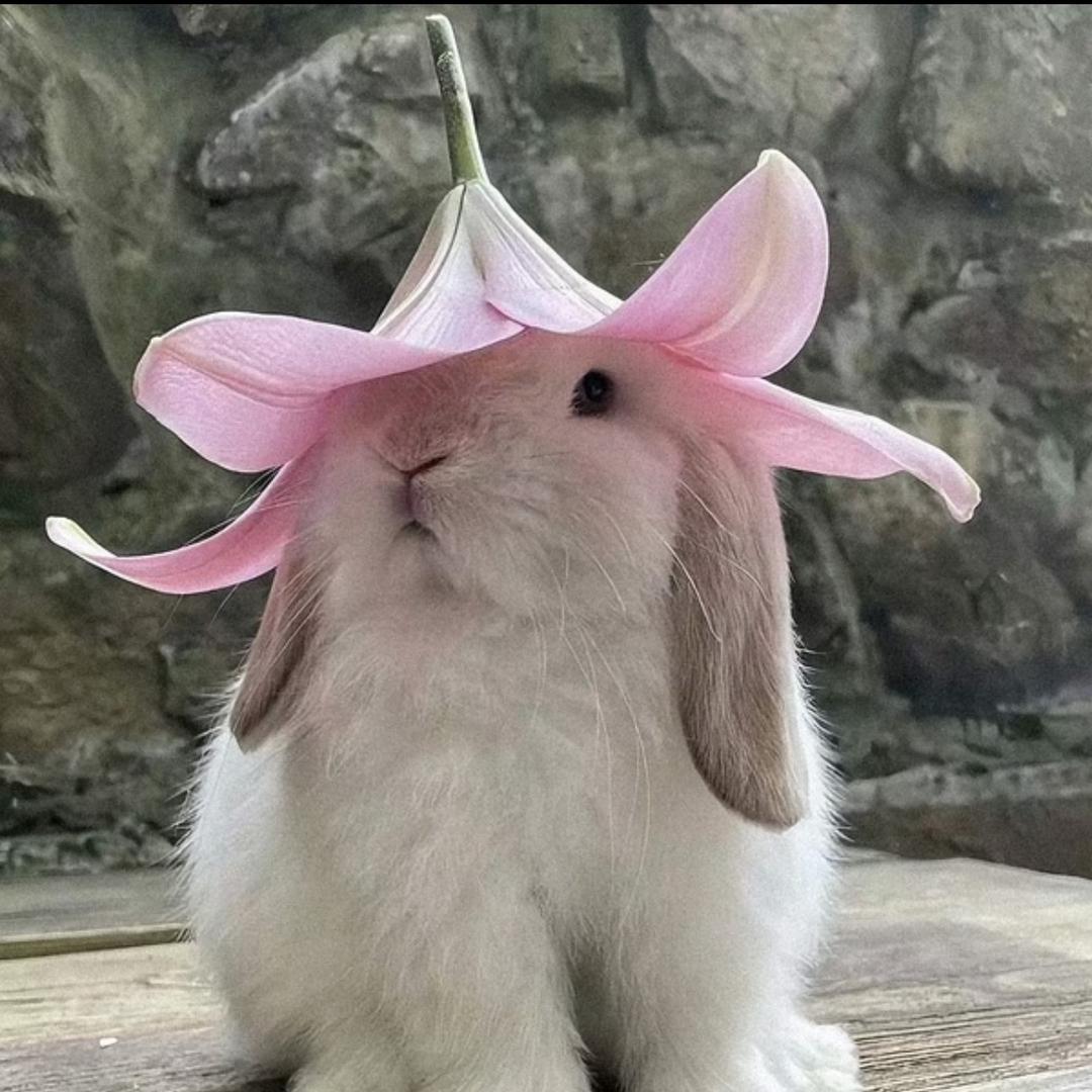 rose不是肉丝儿