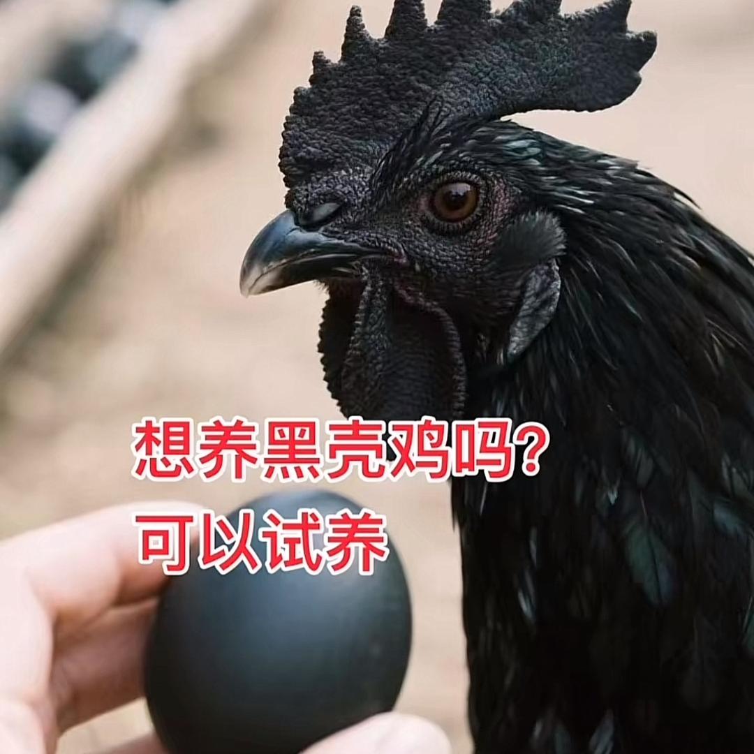 万千萌宠优品