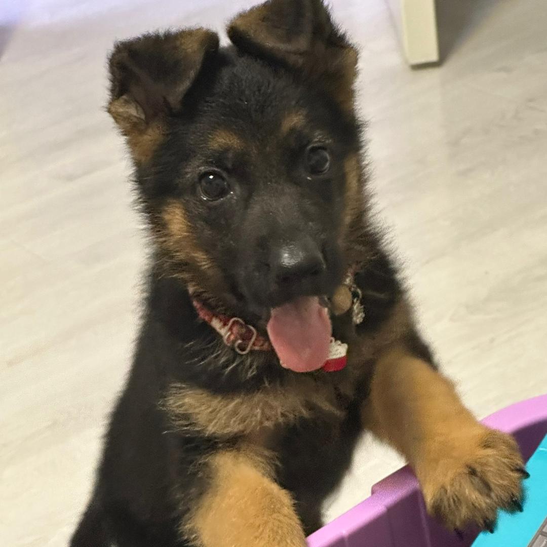 九啦啦🐶