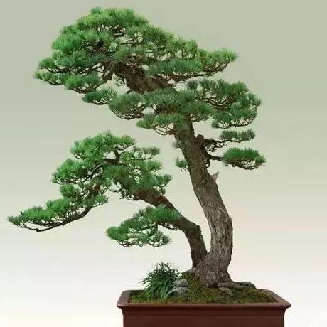 （友园盆景）