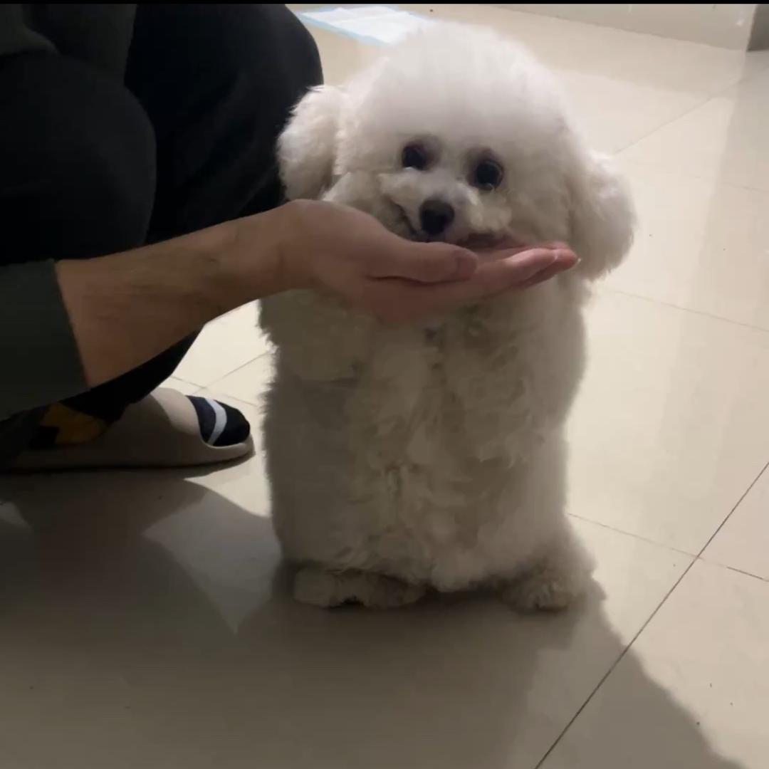 小比猪二十四