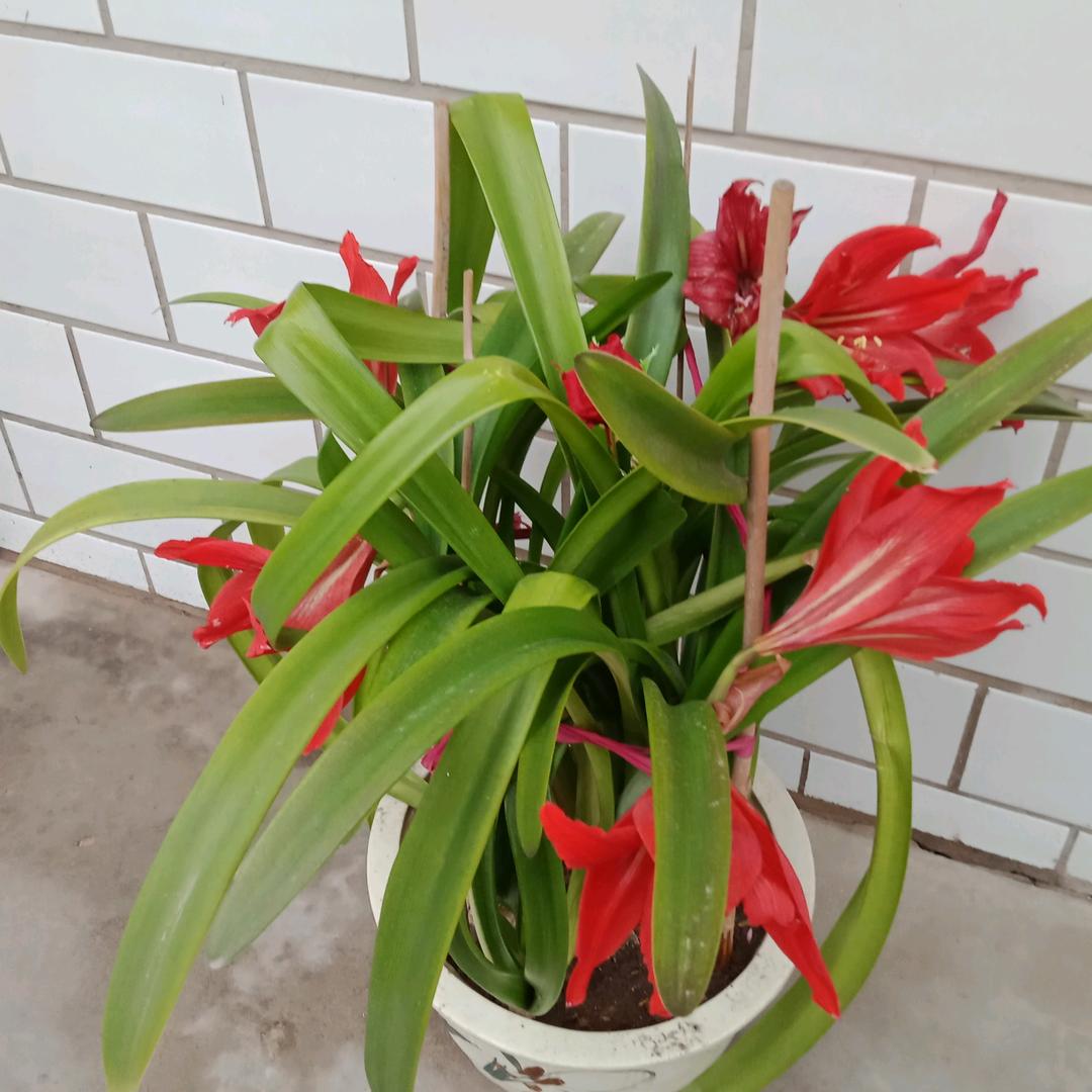 老高