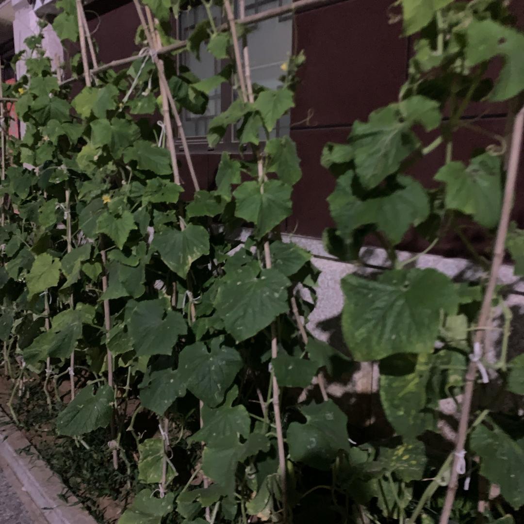 表表🥒