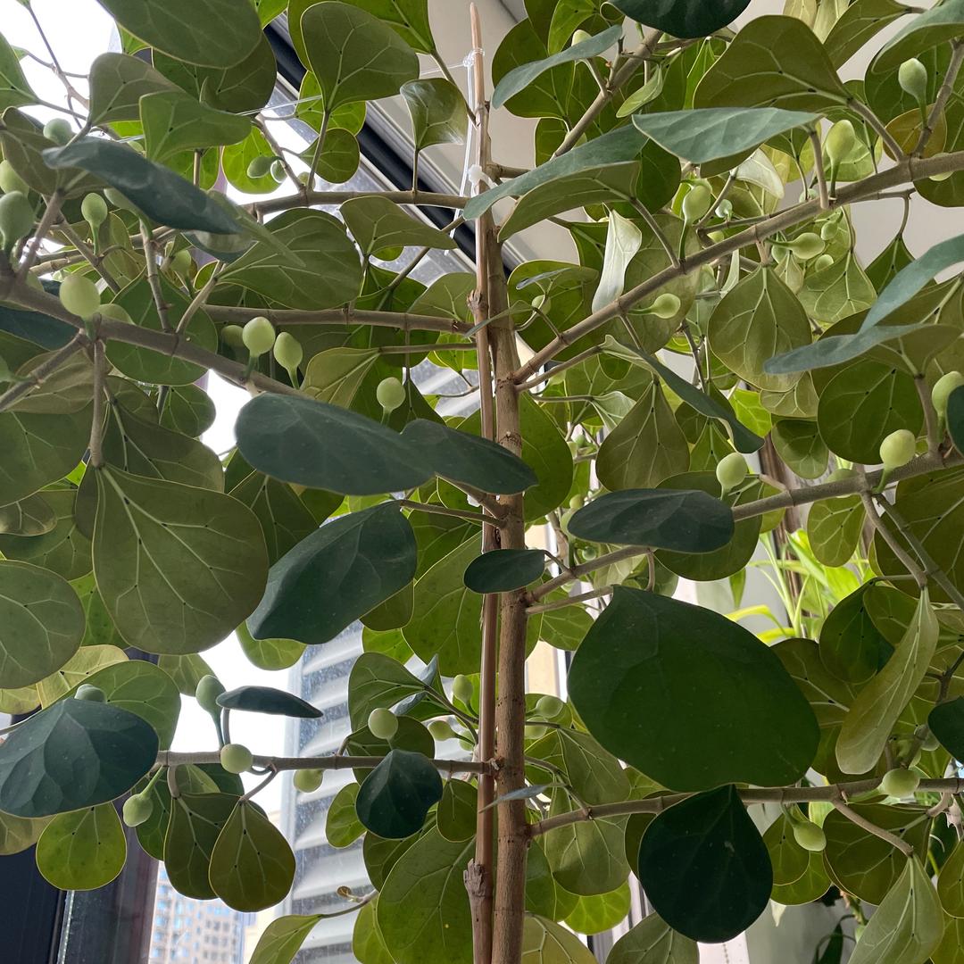 菩提树下悟菩提