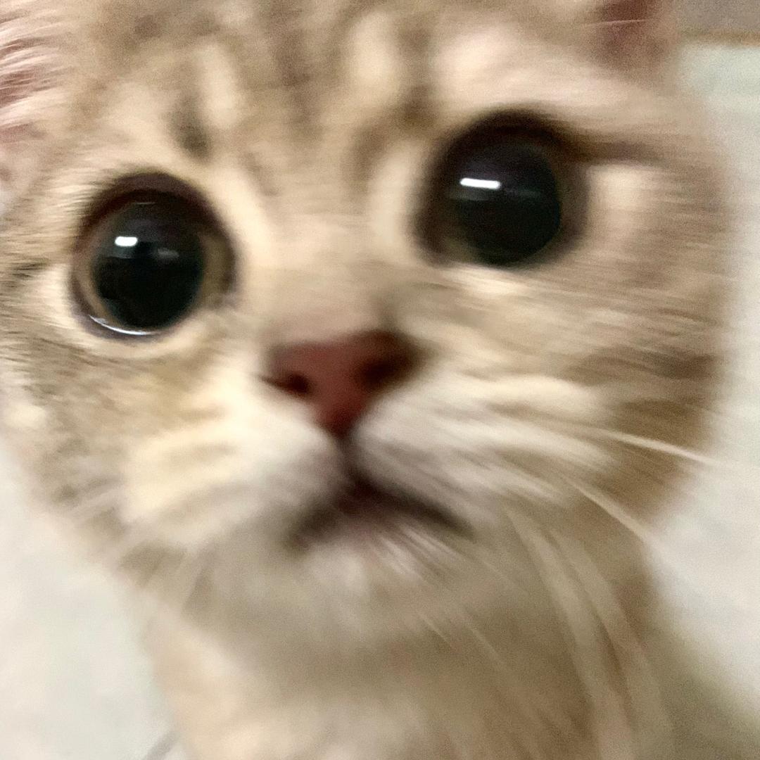 糯小米