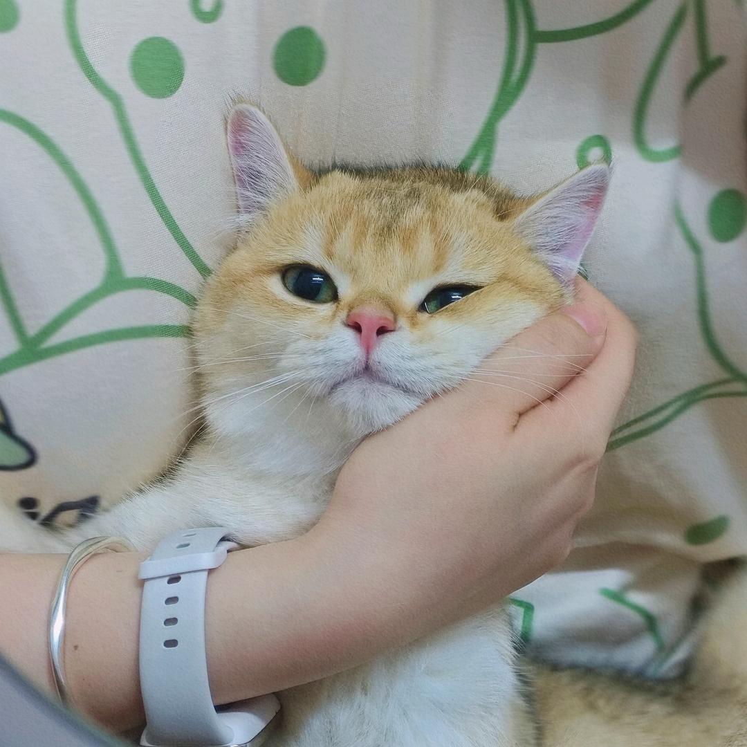 卡荔桃桃