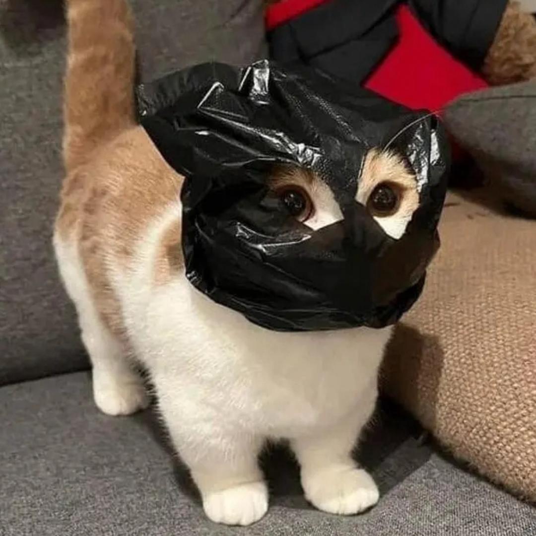 哈密瓜