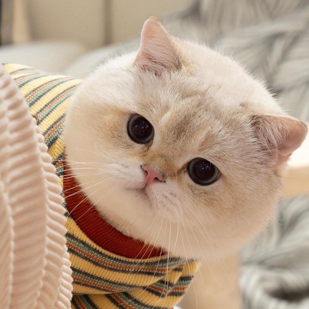 石头说猫