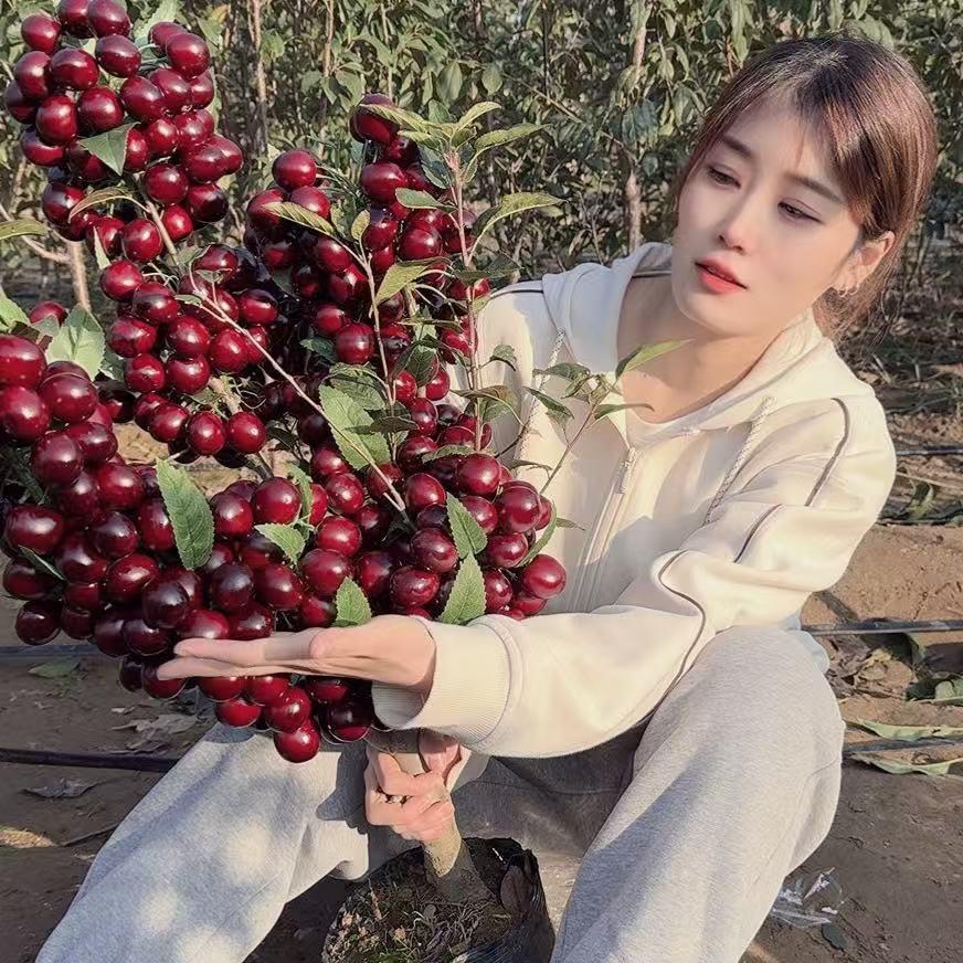 喜言杰诚果树苗木专卖店