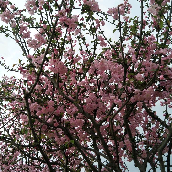 富贵花开