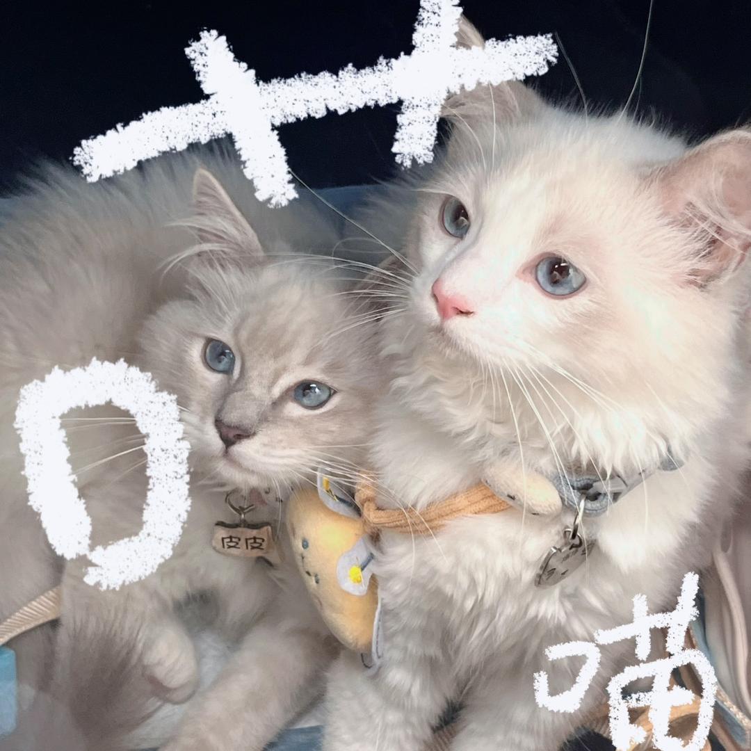 咪的碎碎念