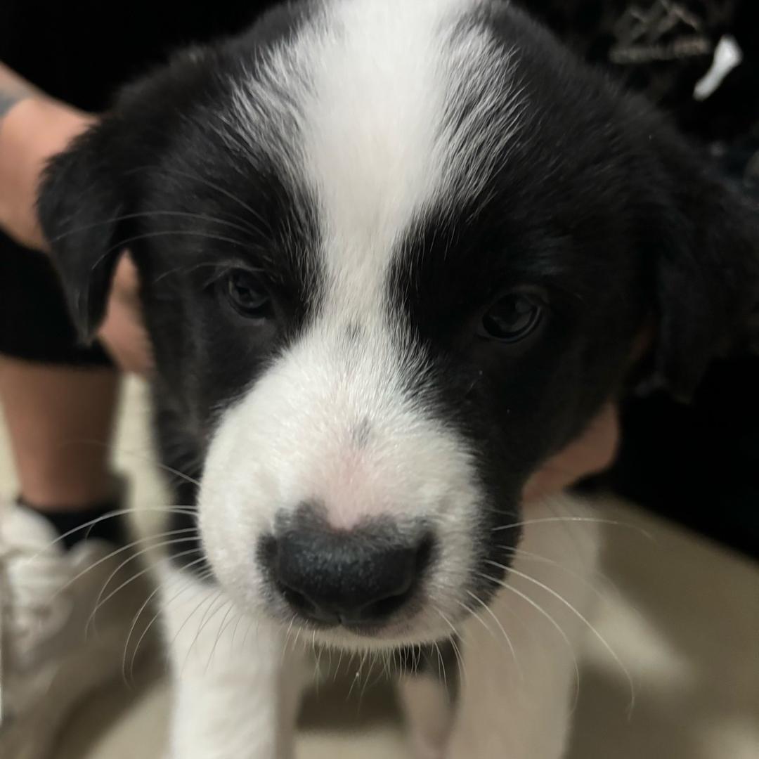 双胜生活超市(水都南岸1期店)徐大大xdd直播号