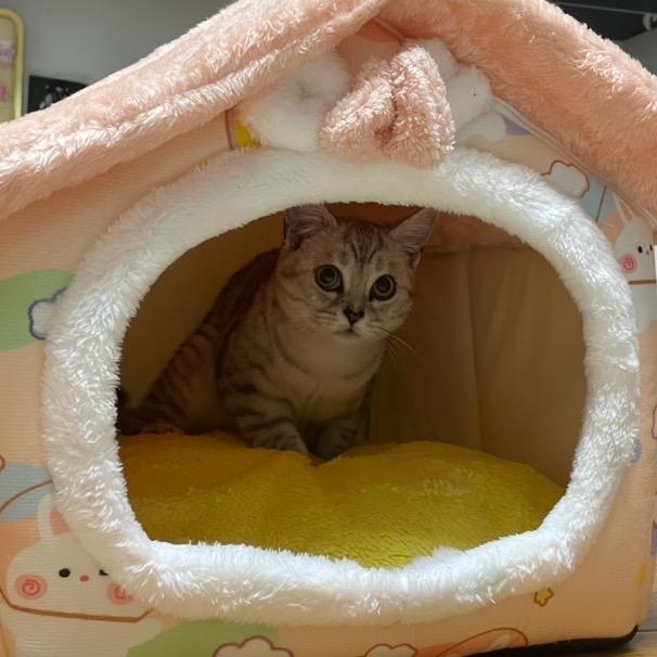 乖乖就是本大王