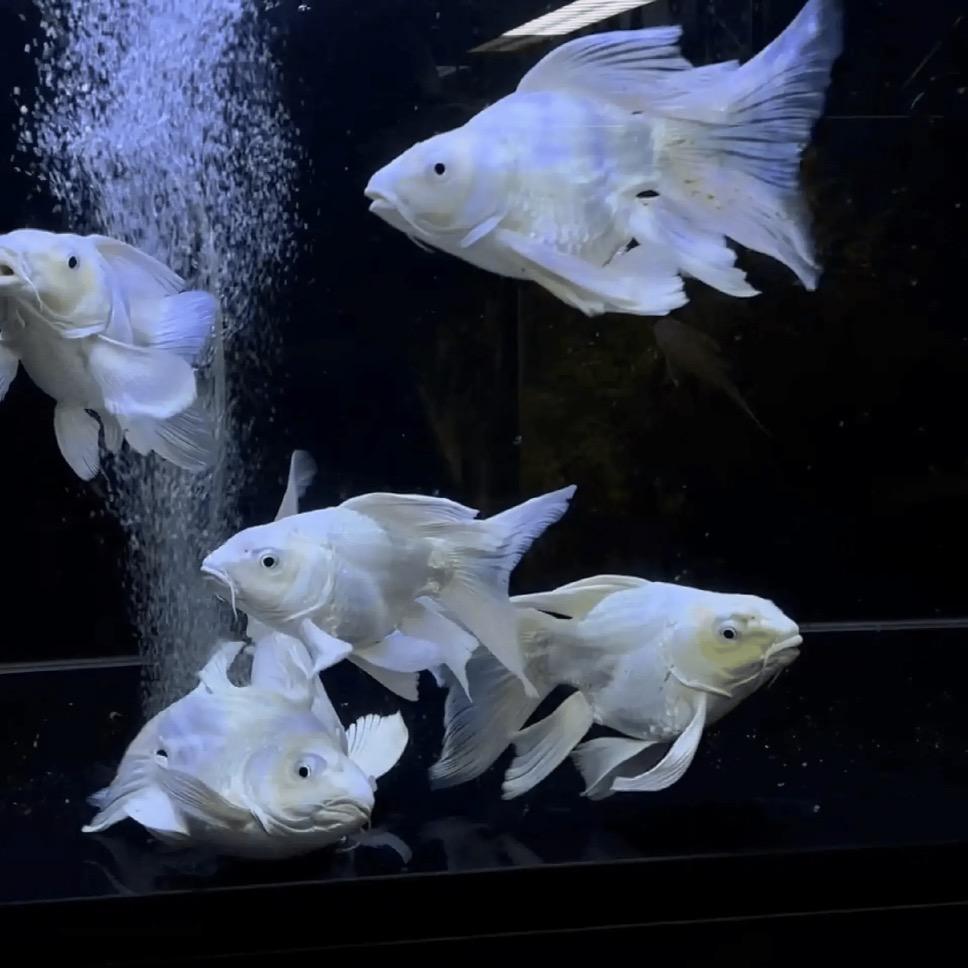 万鲤水族严选店