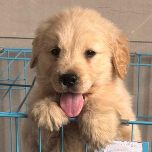 情绪稳定小可楽