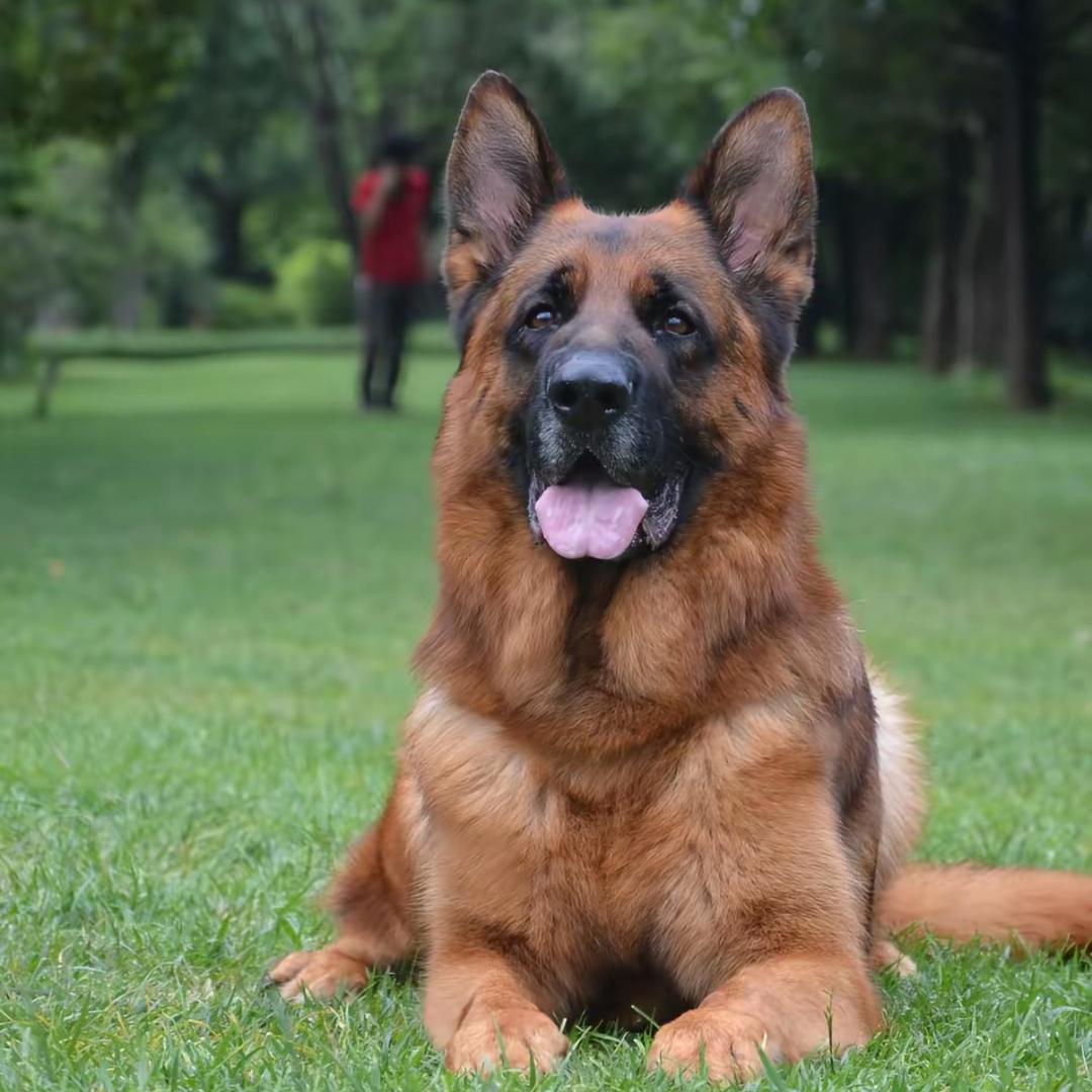 诚然护卫工作犬繁育基地