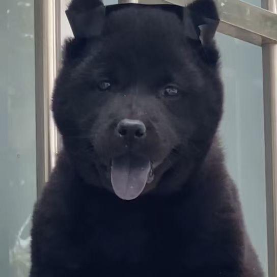 本土田园犬(五黑犬）
